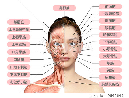 女性の顔の解剖学