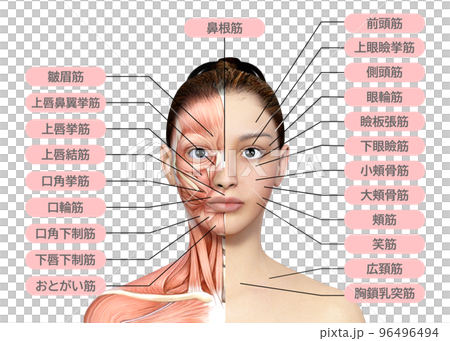 右半臉肌肉解剖圖 人臉肌肉解剖圖解 96496494