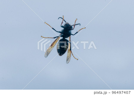 Bottom of a wasp against sky Bottom of a wasp against sky 96497407