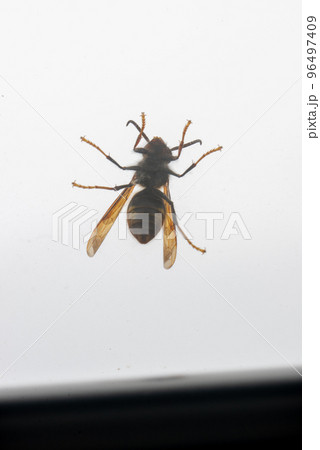 Bottom of a wasp against white background Bottom of a wasp against white background 96497409