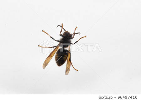 Bottom of a wasp against white background 96497410