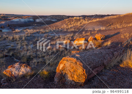 Petrified forest Petrified forest 96499118