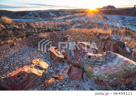 Petrified forest Petrified forest 96499121