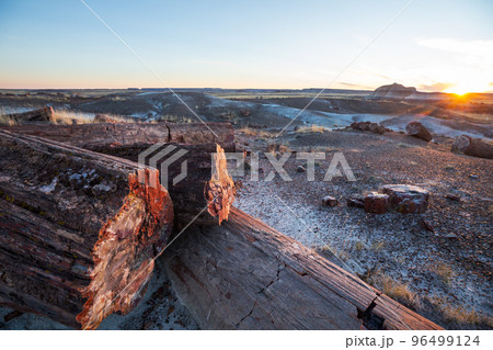 Petrified forest 96499124
