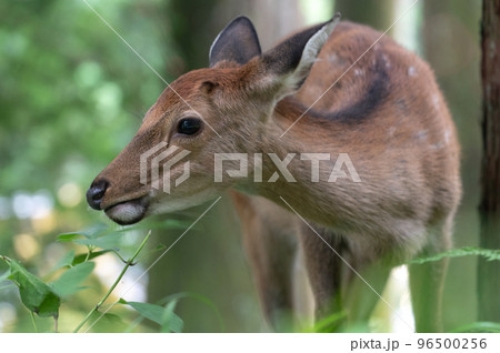 神の使い？　東照宮の森に現れた鹿 96500256