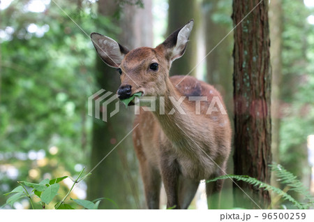 神の使い? 東照宮の森に現れた鹿 神の使い? 東照宮の森に現れた鹿 96500259