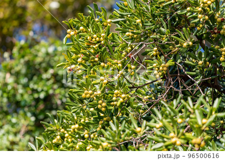 熟れて割れ始めたトベラの実 熟れて割れ始めたトベラの実 96500616