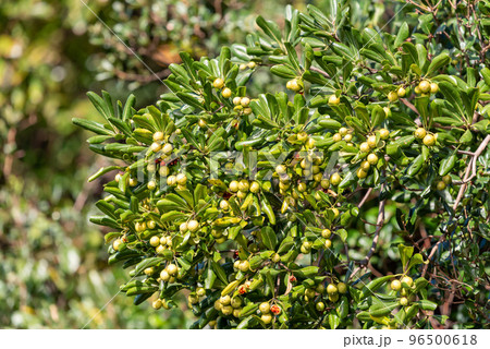 熟れて割れ始めたトベラの実 96500618