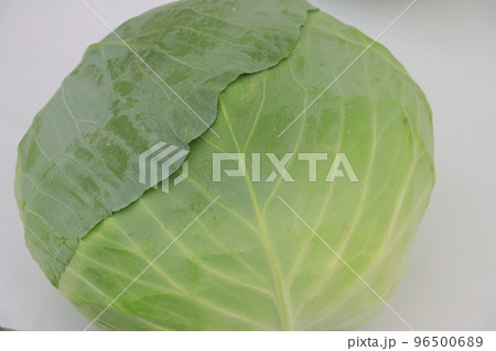 採れたてのキャベツ 96500689