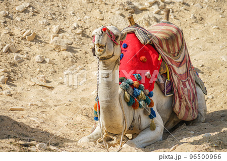 ピラミッド周辺のラクダ 96500966