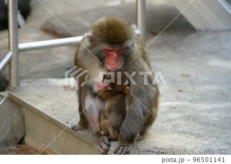 母親にしがみつくニホンザルの赤ちゃん 96501141