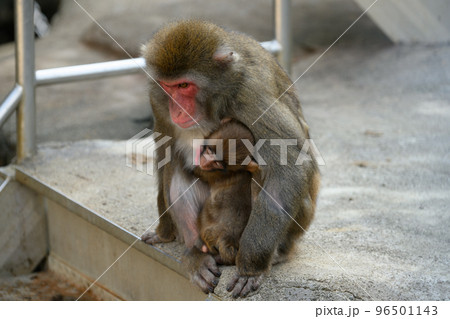 母親にしがみつくニホンザルの赤ちゃん 96501143
