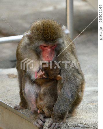 母親にしがみつくニホンザルの赤ちゃん 母親にしがみつくニホンザルの赤ちゃん 96501146