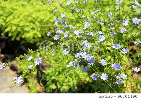 チコリの花 チコリの花 96501190