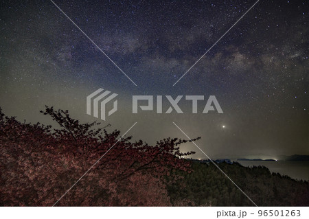 瀬戸内の早春の星景色 島の河津桜の空の天の川と白鳥座 瀬戸内の早春の星景色 島の河津桜の空の天の川と白鳥座 96501263