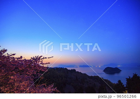 瀬戸内の早春の星景色　河津桜と明けの明星 96501266