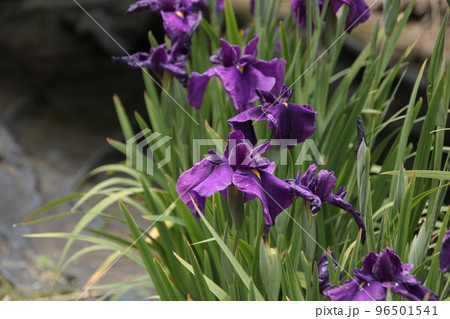 紫色の花菖蒲 深渕 紫色の花菖蒲 深渕 96501541