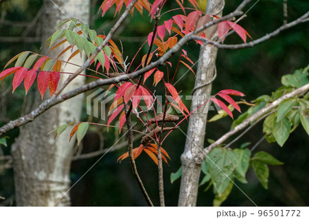 ヤマウルシ紅葉 ヤマウルシ紅葉 96501772