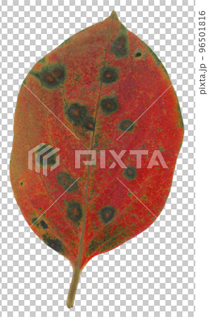 Autumn leaves of persimmon leaves 96501816