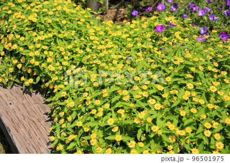 メランポジュウムの花 メランポジュウムの花 96501975