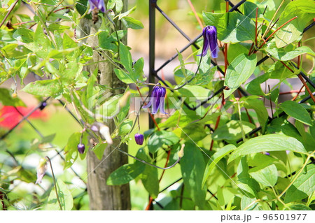 クレマチスの花　篭口 96501977
