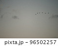 野鳥の群れ 96502257