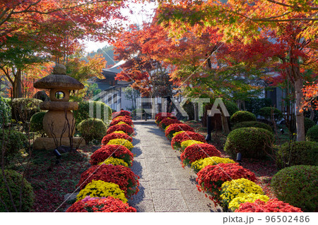 鮮やかなモミジと菊に彩られた禅寺のエントランス 96502486