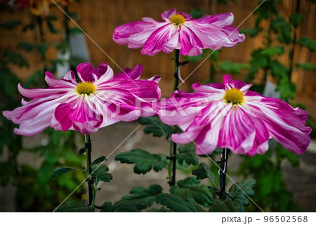 大きく咲いた一文字菊 96502568