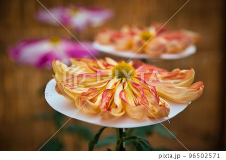 オレンジの御紋章菊 96502571