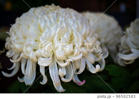 白が映える厚走りの大輪 96502583