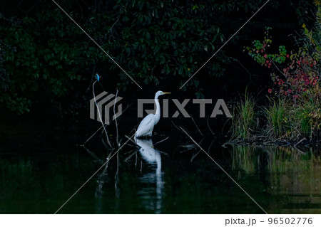 水辺の捕食者　ダイサギとカワセミ 96502776