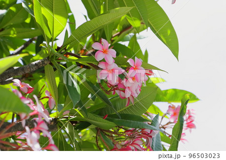 ハワイの代表的な花、ピンクのプルメリア 96503023