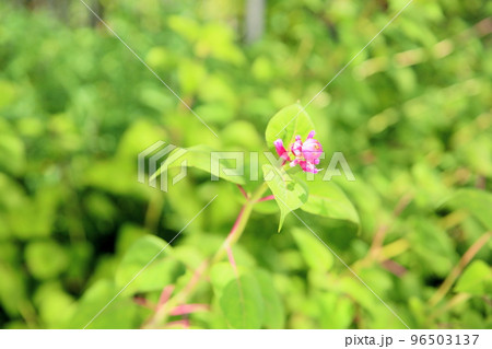 サルビアの花 インボルクラータ サルビアの花 インボルクラータ 96503137