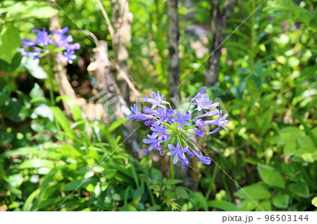 アガパンサスの花 アガパンサスの花 96503144