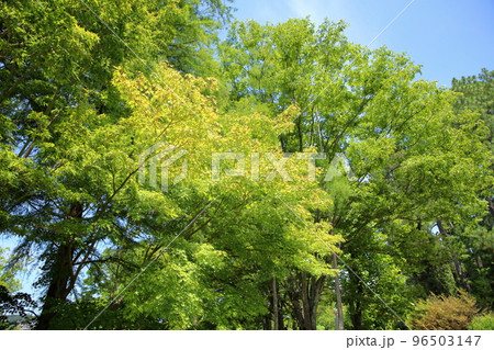 色づくイロハモミジの葉 色づくイロハモミジの葉 96503147