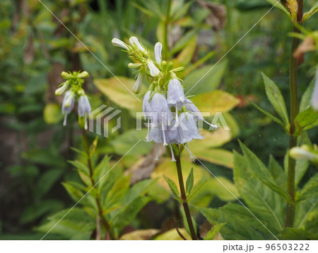 釣鐘人参　ツリガネニンジン 96503222