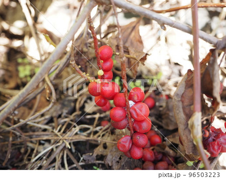 朝鮮五味子　チョウセンゴミシ 96503223