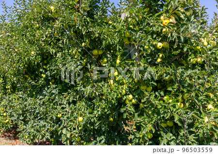Ripe apples hanging on tree branches in summer garden 96503559