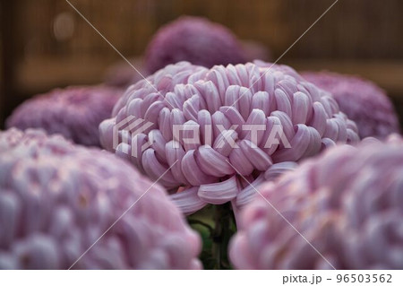 みごとなボリュームの紫菊 みごとなボリュームの紫菊 96503562