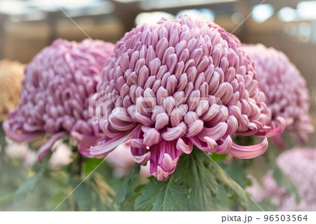 超大盛の厚物菊 超大盛の厚物菊 96503564