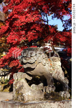 真っ赤な紅葉を背にした古峰神社の狛犬 96503744