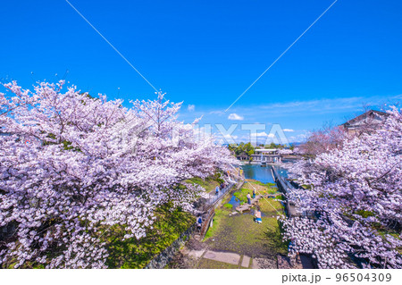 京都 疏水の桜並木 京都 疏水の桜並木 96504309