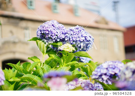 西洋風の建物の前に咲き誇る紫陽花の写真素材 [96504328] - PIXTA