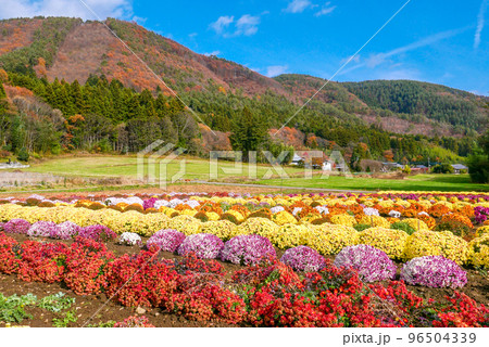 小菊咲く秋の山里 96504339