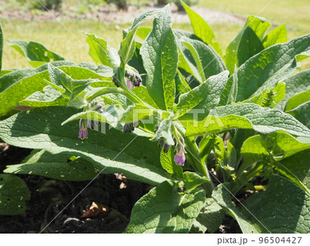 鰭玻璃草　ヒレハリソウ 96504427