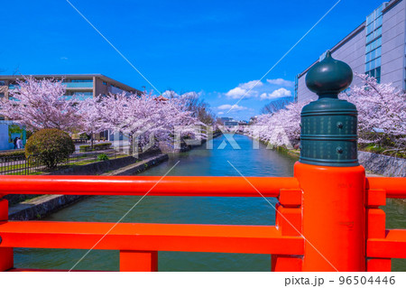 京都　慶流橋と岡崎疏水の桜 96504446