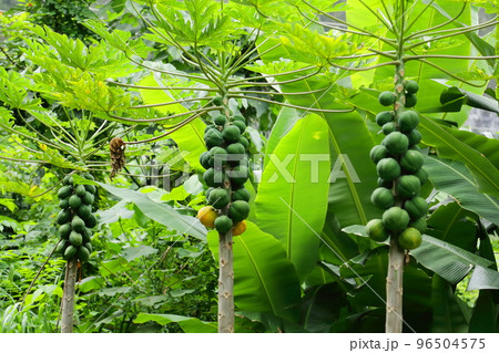 ハワイの路地のパパイヤの木と実 96504575