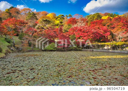 霞池水辺の紅葉 96504719
