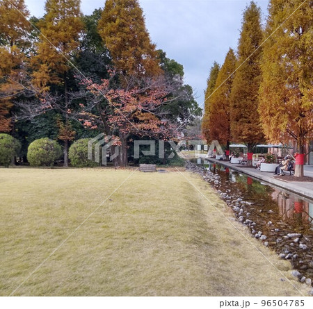 秋の街中の公園　紅葉のオアシス 96504785