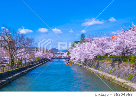 京都 岡崎疏水の桜と十石舟 京都 岡崎疏水の桜と十石舟 96504968